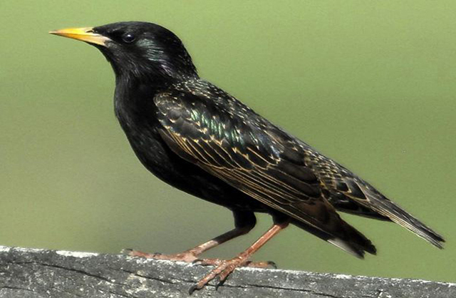 Starlings Pest Control of Chicago